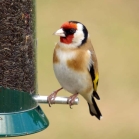 Goldfinch Flocker