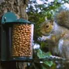 Squirrel Feeder All Metal With Flip Top