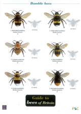 Field Guide To Bees of Britain