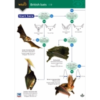 Field Guide To British Bats