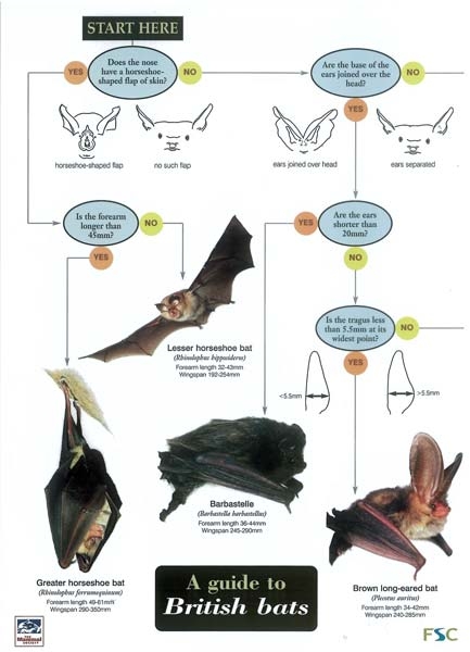 Field Guide To British Bats