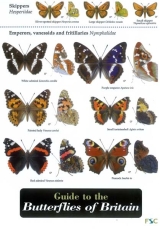 Field Guide to Butterflies of Britain