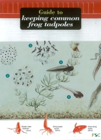 Field Guide to Keeping Frog Tadpoles