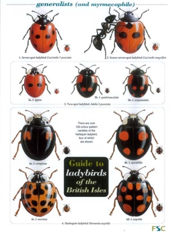 Field Guide to Ladybirds - Ark Wildlife UK