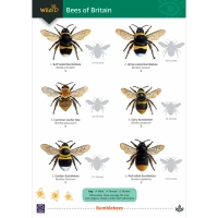 Field Guide To Bees of Britain