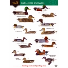 Field Guide To Ducks, Geese & Swans