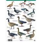 Field Guide To Ducks, Geese & Swans