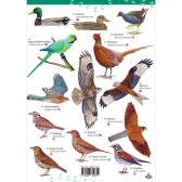 Field Guide - Top 50 Garden & Park Birds