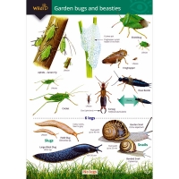 Field Guide To Garden Bugs & Beasties