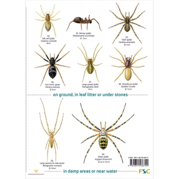 Field Guide To House & Garden Spiders