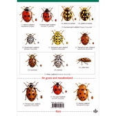 Field Guide to Ladybirds