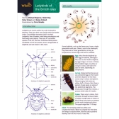 Field Guide to Ladybirds