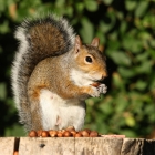 Squirrel Feeder & Food Pack