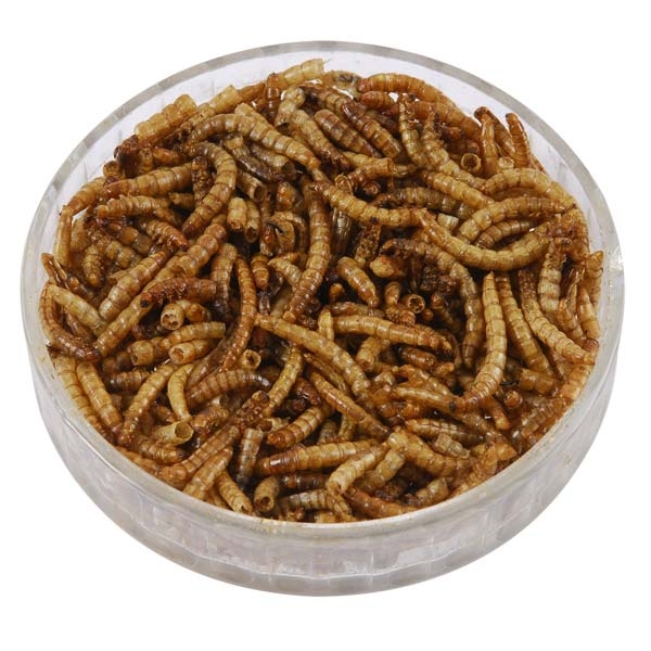 download living mealworms