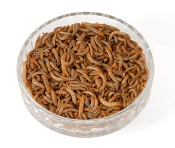 Live Mini Mealworms