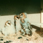 Schwegler No. 23 Barn Owl & Kestrel Nestbox