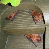 Schwegler 1FTH Universal Bat Summer Roost (light grey)