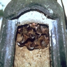 Schwegler 1FS Large Colony Bat Box