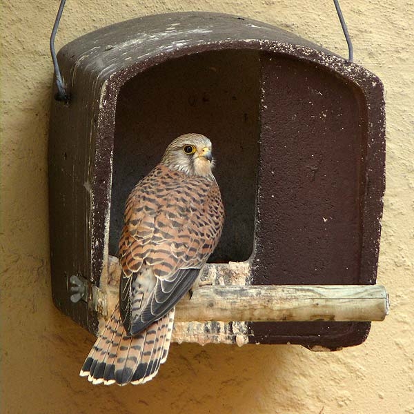 Schwegler Bird Nest Boxes