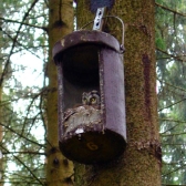 Schwegler No. 4 Owl Nestbox (small Hole)