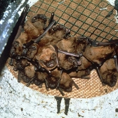 Schwegler 1FS Large Colony Bat Box
