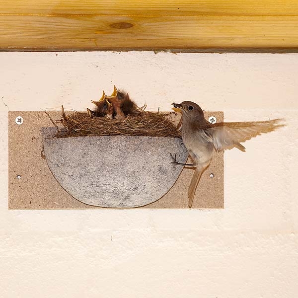 Schwegler No. 10 Swallow Nest