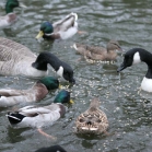 Ark Duck & Swan Floating Food