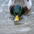 Ark Duck & Swan Floating Food