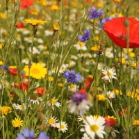 Wildflower Corner Seed Mix Collection Pack