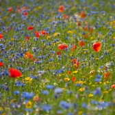 Wildflower Corner Seed Mix Collection Pack