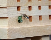 Solitary Bee House