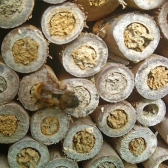 Natural Bee Log