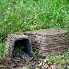 Hedgehog Retreat