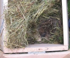 Hedgehog House with Hinged Inspection Roof