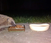 Hedgehog Food Bowl