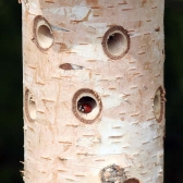 Ladybird/Beneficial Insect Tower with Pole