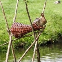 Long Duck Basket