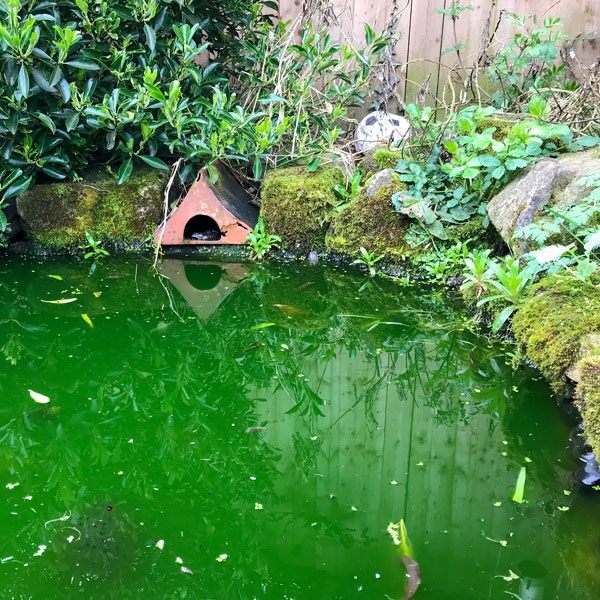 Natural Pond Cleaning & Algae Control